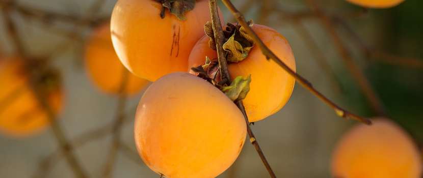 fruta caqui